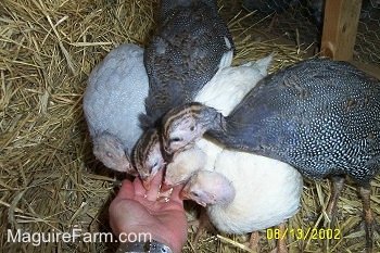 Five guinea fowls are eating out of a person's hand. One bird is light blue, two are white and two are black and white.