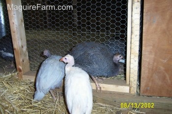 Three guinea fowl are standing against the wire mesh. Two guineas are still on the inside of the coop