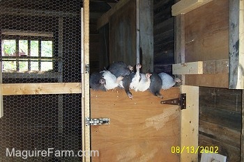 Eight Guineas are sitting on top of the wooden door of a stall in side of a coop.