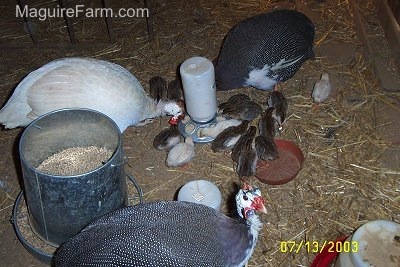 Three adult guinea fowl are eatting out of a feed dispenser with a lot of baby keets all around them.