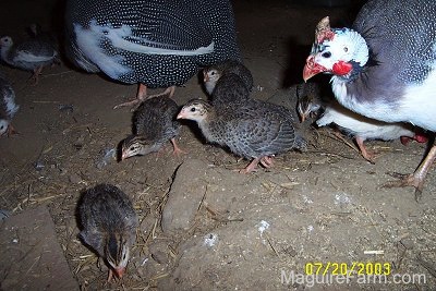 Close Up - Keets are walking across a coop and the adult guinea fowl are looking over them