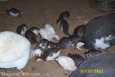The adult guinea fowl and the baby keets are both pecking at the dirt floor of the coop.