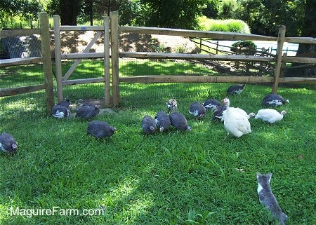 A flock of guinea fowl are in a yard, in front of a fence and pecking at the ground. There is a grey and white cat laying in the grass a few feet away from the birds.
