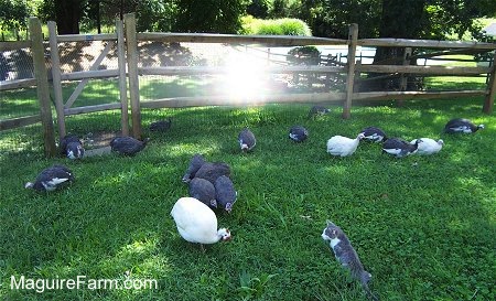 A grey and white cat is getting closer to the guineas. The birds are not afraid of the cat. The birds are pecking at the ground to eat food. The cat is the same size as the birds.