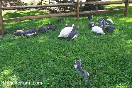 A grey and white cat is laying in the grass and looking at the guineas who are moving away along a wooden split rail fence.
