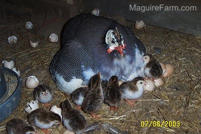About 10 baby keets are surrounding the guinea fowl mother, who is still sitting on the eggs