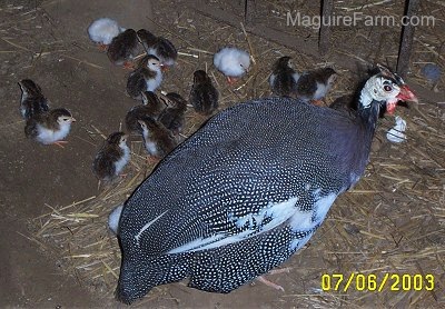 The guinea hen is walking around the coop and the keets are looking around the coop