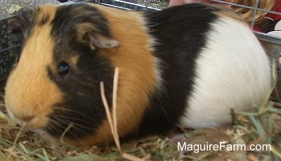 Close Up - A brown, black and white guinea pig is in a cage outside