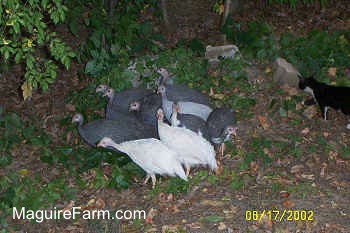 The guineas are walking in a flock outside, sticking close together. There is a black with white cat following behind them