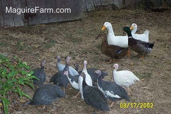A flock of guinea fowl are standing outside and meeting a flock of ducks