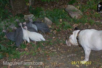A flock of guineas are standing in a group in a yard near a bunch of trees. There is a white with brown Bulldog stretching forward and looking at the guinea fowl