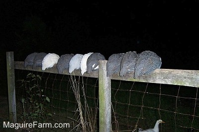 Ten guinea fowl are perched on a wooden fence post. They are all looking down at the ground. There is a duck walking across the field under them