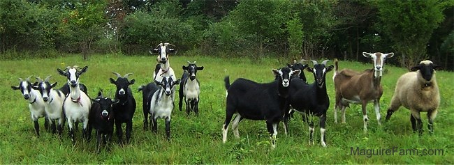 A herd of 12 goats and a 1 sheep are standing in a field