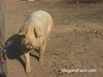 A large tan hog is walking around in dirt