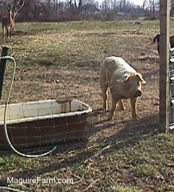 A large tan hog is standing next to an old metal tub. There is a llama in the background