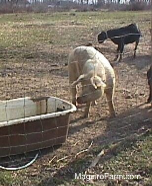 A large tan hog is looking over at a tub. There is a black goat behind it