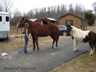 A brown with white horse is standing on a black top surface and there is a black with white cat sitting on its back. A blonde haired girl is standing in front of the brown white horse. There is a white and grown paint pony behind the horse
