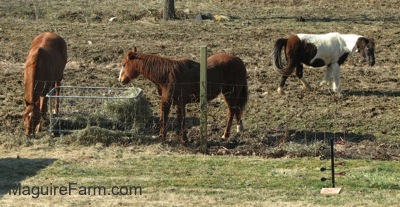 Two brown with white horses are standing near a metal hay bin with hay in it. There is a brown and white pony in the background
