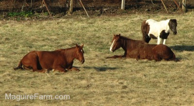 The two brown with white horses are laying down in a field with a brown and white paint pony standing behind them