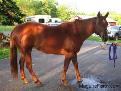 A brown horse with a white triangular spot on its forhead is being led across a black top. There is a tan with white cat sitting on the blacktop and a red barn in the background