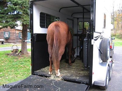 A Brown with White horse is eating out of a black bowl in the trailer