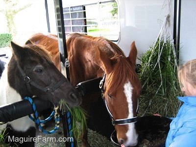 A brown with white horse is eating food out of a black flat bowl that is being held by blonde-haired girl in a blue coat. The brown and white paint pony is eating grass on the other side of the trailer.
