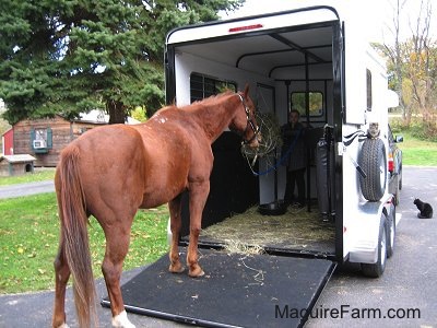 A blonde-haired girl is in the back of a trailer while a brown with white horse has its front legs on the ramp of the trailer in a driveway. There is a black cat next to the white trailer.