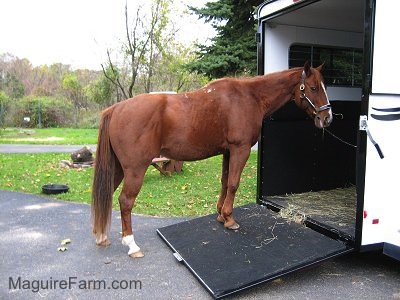 A brown with white horse has its front legs on the ramp of a trailer