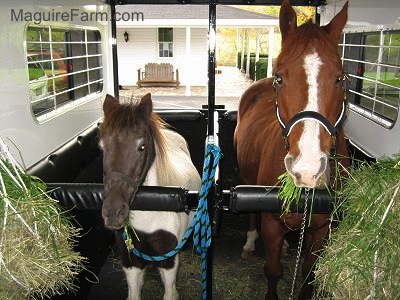 A brown with white horse is next to a brown and white paint pony. They are inside of a trailer eatting grass with a white farm house behind them. The horse is much larger than the pony.