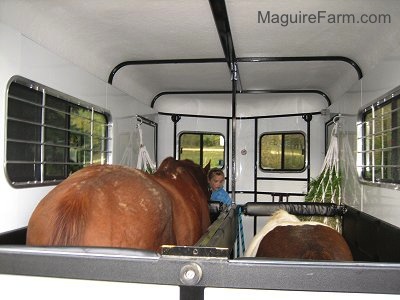 Back view - The pony and the horse are eating hay inside of the trailer with the blonde-haired girl at their heads.