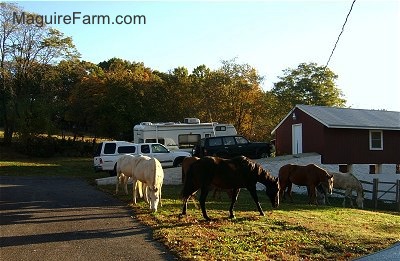 Six horses are grazing in grass in a front yard. There is a white camper, a white Toyota pick-up truck and a black Toyota Land Cruiser and a red barn in the background