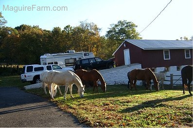 Six Horses are grazing in a front yard next to a split rail fence. There is a red barn, a camper, a Toyota pick-up truck and a Toyota Land Cruiser behind them.