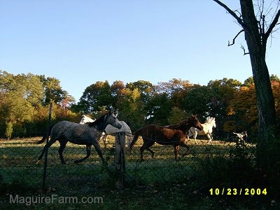 Five horses are behind a fence running through a field