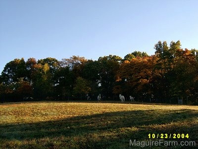 A herd of horses far away in a feild standing at the treeline