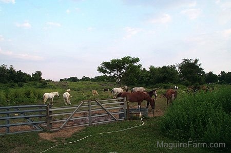 There is a large herd of horses outside grazing in a field in front of a fence