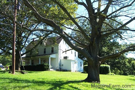 A 3 point perspective of a white farm house in-between two trees