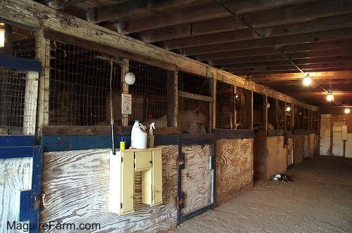 The inside of a barn that was built in the 1800s. The stables are filled with horses. A black and white cat is eating out of a food bowl