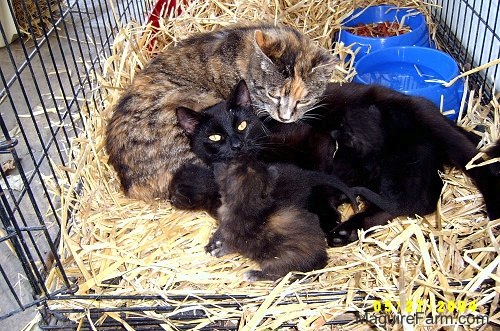 Two adult cats inside of a dog crate on top of hay snuggling up with a litter of kittens. There are two blue plastic dishes behind them, one with water and one with food.