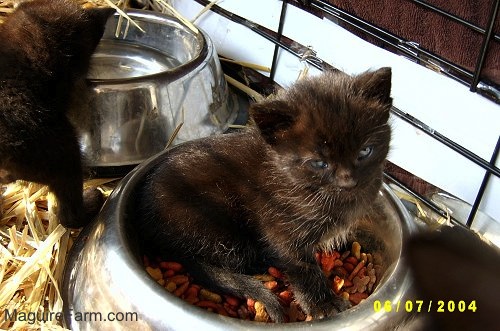 A little black kitten inside of a silver food dish inside of a dog crate lined with hay. There is a water bowl and another black kitten behind it.