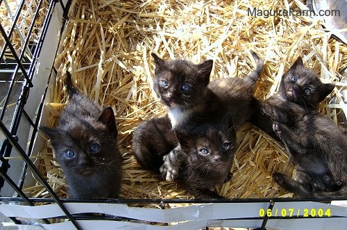 A litter of kittens in hay in a dog crate.