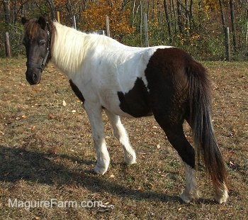A white and brown paint pony is standing in a field