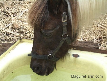 Close Up - A brown and white paint pony is drinking water from an old medal bath tub out in a field.