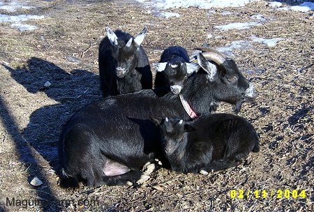 Four goats outside, three black kid goats are laying around their mother, who is an adult black goat.