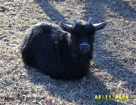 A baby black goat is laying outside in a field. It has little horn stubs growing on top of its head.