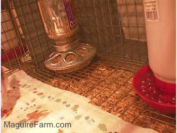 A feeder and water dispencer sitting on the wire bottom of a cage with the paper towel stopping in front of it. There is a lot of feed at the bottom of the cage
