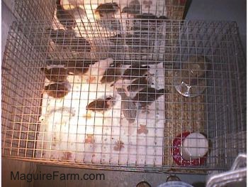 View from the top - All the keets are standing on a paper towel and in front of a mirror. The cage is lined with paper towels up to the food and water dispencers, which are sitting directly on the wire cage to cut back on the mess.