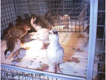 A lot of keets in a cage. One keet is standing on a paper towel at the front of the cage looking up with its head in the air.