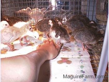 There is a hand on a paper towel. A couple of the keets are standing no a paper towel and peeking at