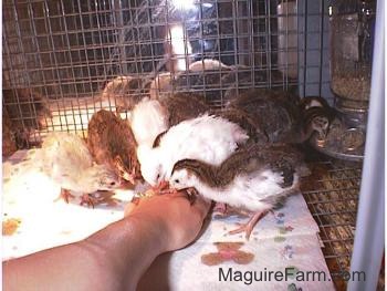 A bunch of keets are pecking at the hand in the cage