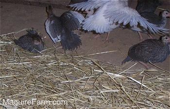 One Keet is jumping with its wings spread. There is a keet sitting in hay and two others are walking to the left